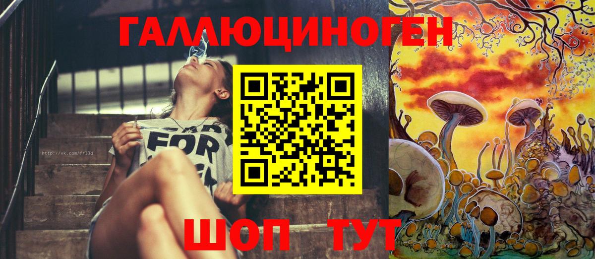 Галлюциногенные грибы Psilocybe Сосновый Бор